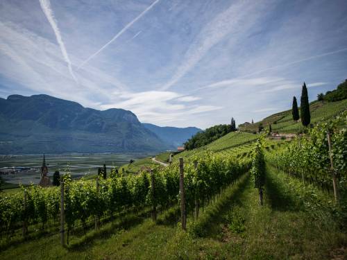 španija i italija ostaju bez vinograda do 2100 