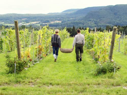 vinograd u norveškoj je najseverniji na planeti 