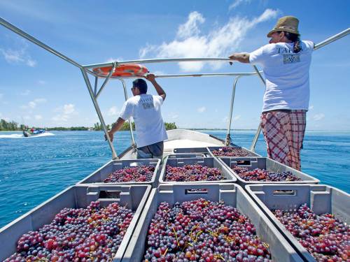 vinograd u tropima dao je 50 berbi za 20 godina 