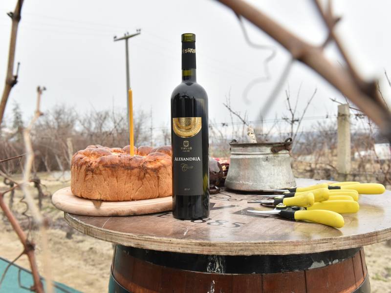 u tikvešovom vinogradu lepovo orezani prvi čokoti