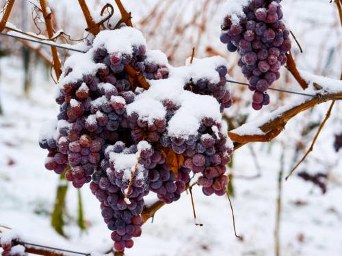 prvi put u istoriji bez ledene berbe u nemačkoj 