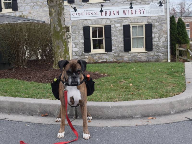 pas koji dostavlja vino postao internet senzacija