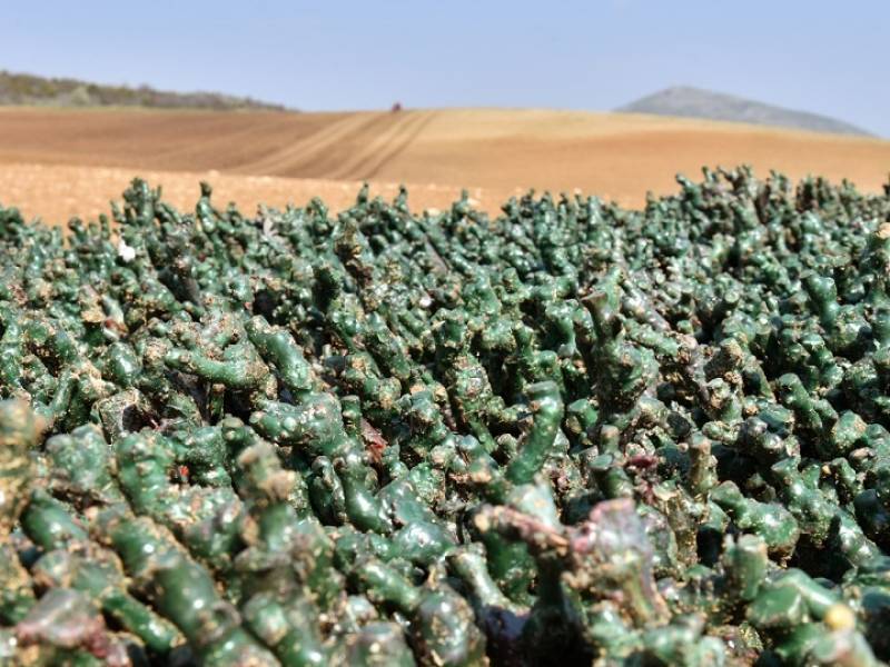 tikveš posadio novih 38 hektara vinograda