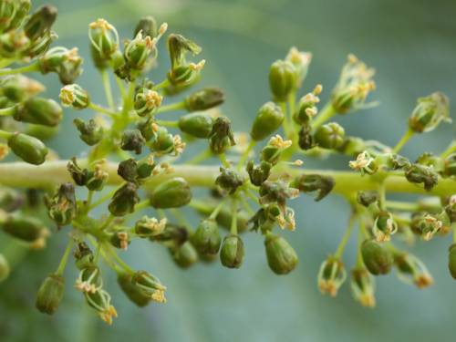 rano cvetanje zapanjilo je francuske vinogradare