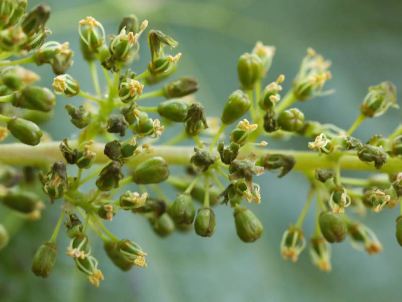 rano cvetanje zapanjilo je francuske vinogradare