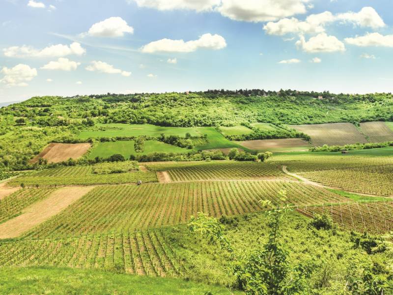 fruška gora vodič za vinski vikend