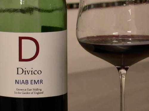 diviko sorta koja menja vinski pejsaž engleske