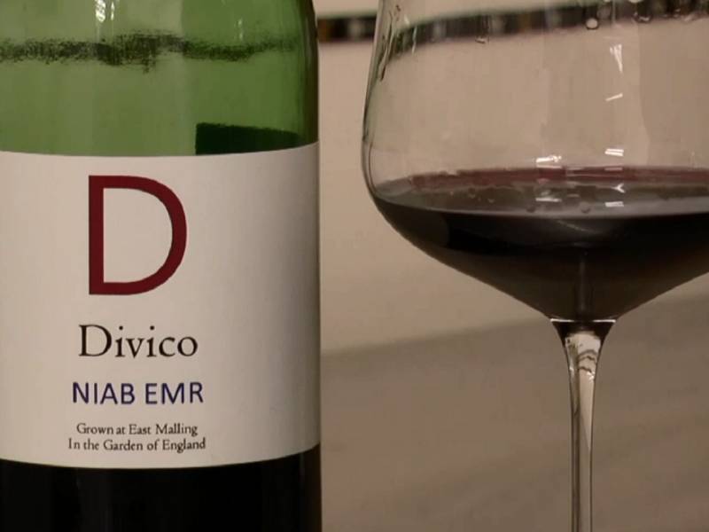 diviko sorta koja menja vinski pejsaž engleske