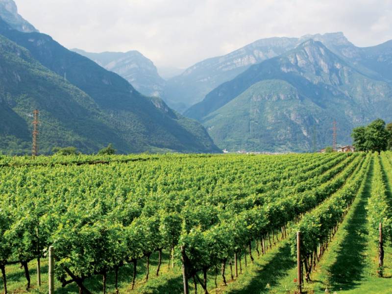 trentino u italiji je vinska regija godine