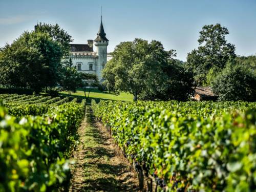 portret šest novih bordovskih sorti vinove loze