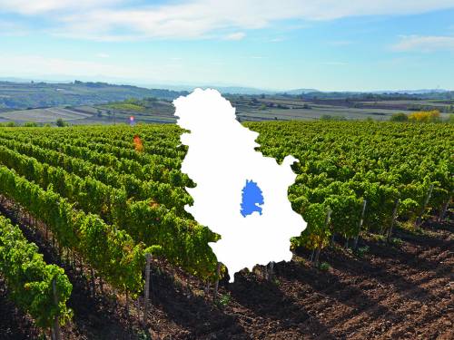 temelji srpskog vinarstva