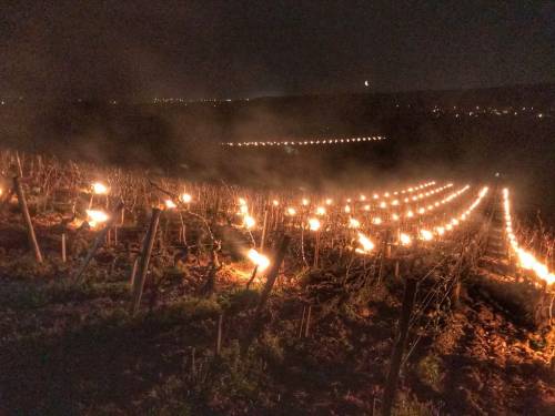 pozni mraz ponovo ugrožava vinograde
