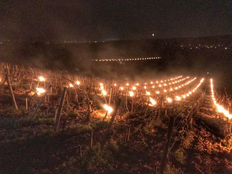 pozni mraz ponovo ugrožava vinograde