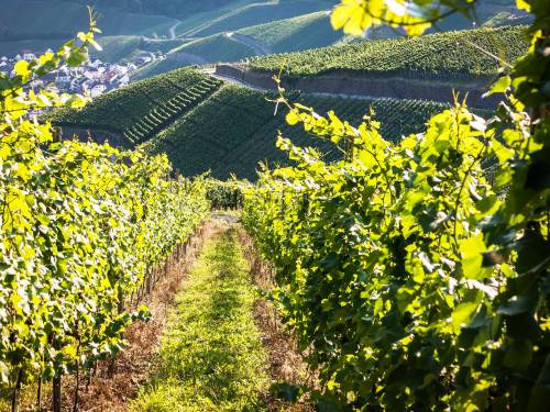 napravljena skala od 100 poena za ocenu teroara