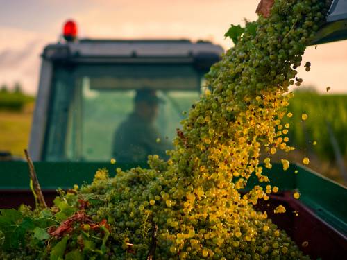 semijon junak najboljeg vinskog snimka na svetu