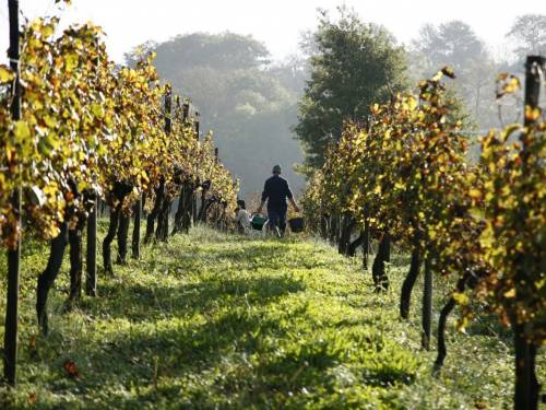 en primeur 2020, prvi deo godina kontrasta