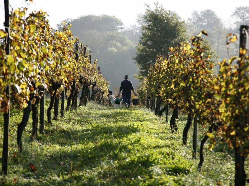 en primeur 2020, prvi deo godina kontrasta