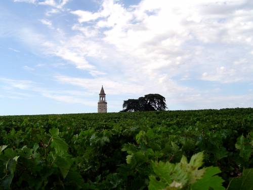 en primeur 2020, treći deo vina leve obale