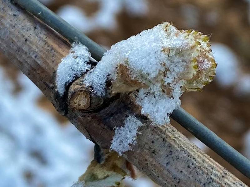 klimatske promene donose teške dane za vinogradare