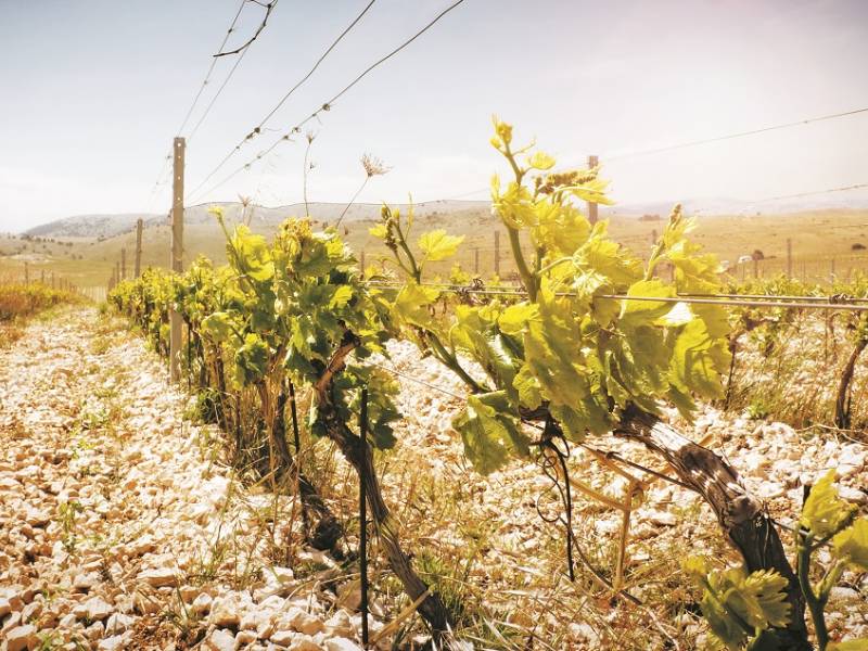 dalmatinska vinska romantika