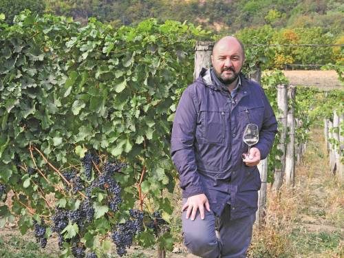 kaberne fran je fantastična sorta