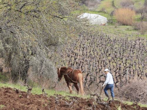 novi život drevnih loza