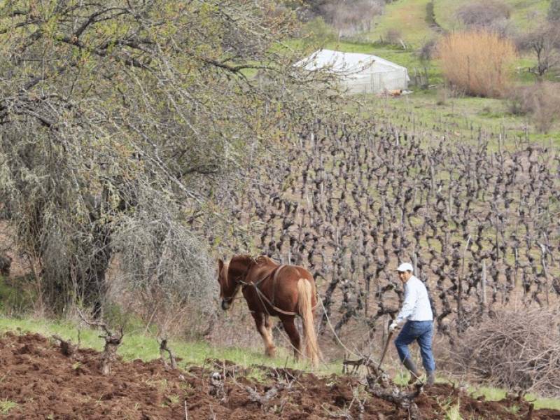 novi život drevnih loza