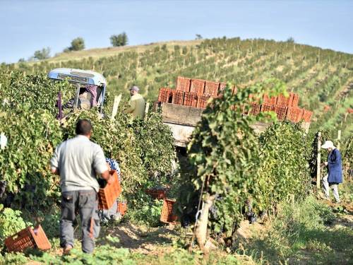 tikveš za nama je još jedna uspešna berba