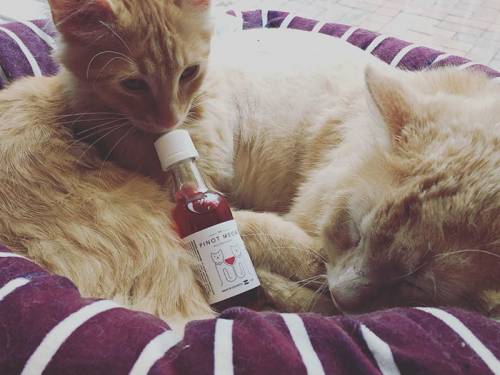 napravljeno prvo vino za mačke