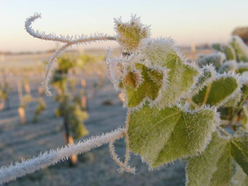 pozni mraz je poštedeo vinograde u srbiji 