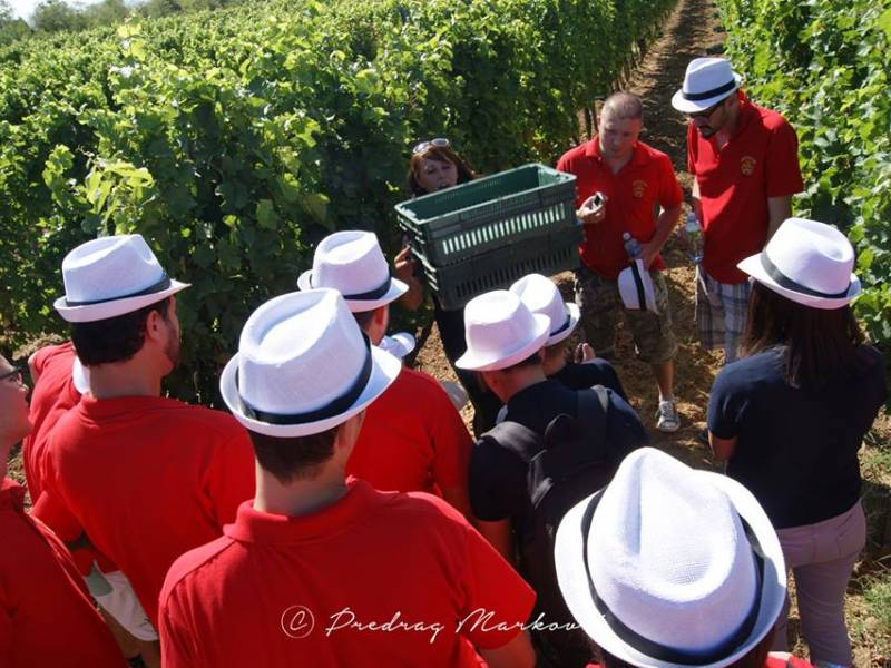 somelijeri obrali kovačevićeve vinograde