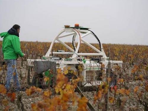 roboti obrađuju vinograd u samom srcu bordoa 