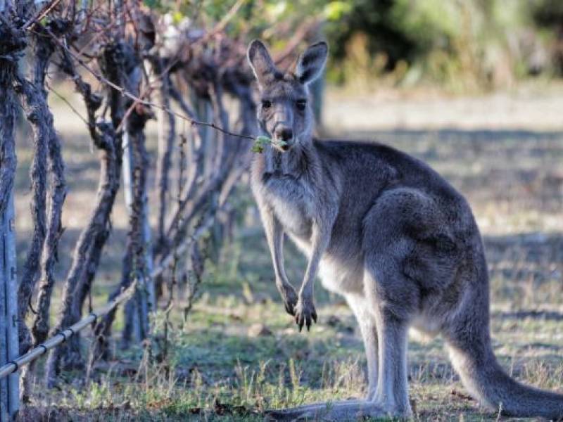 gladni kenguri uništili vinograd u australiji