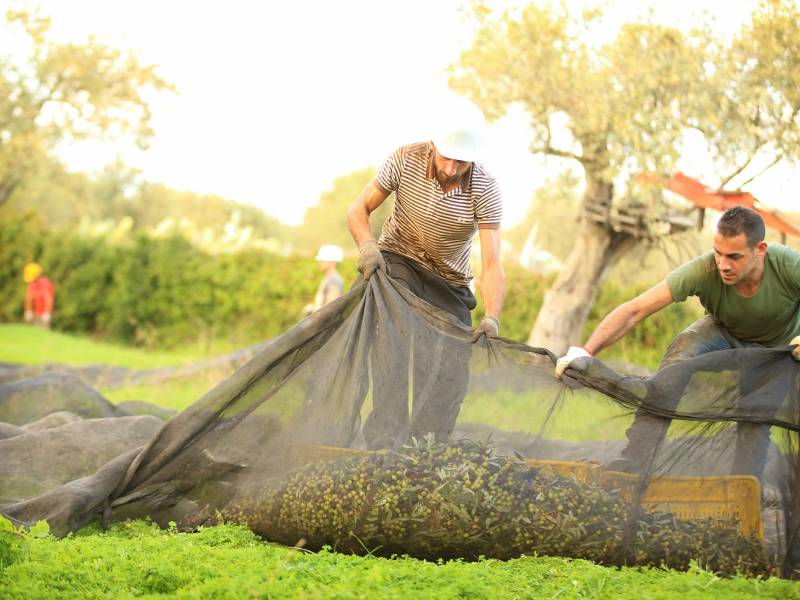 mi ne prodajemo ulje, već tajne sardinije 