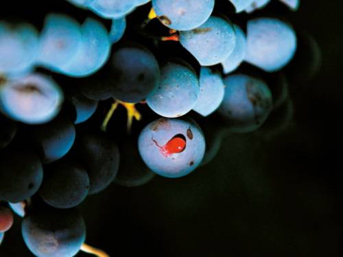 put kroz italiju tri zvezde severnjače